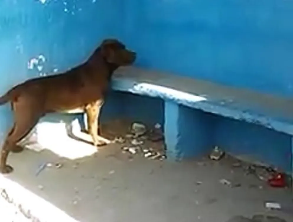 Intrigante: ¿Qué ve el perro misterioso de la garita de colectivos?