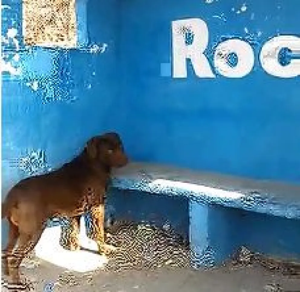 El perro de la garita será noticia en Inglaterra y saldrá en Discovery Channel