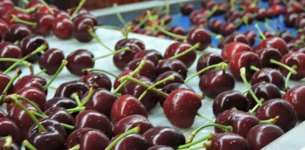 Irrumpieron en una conocida empresa de empaque y se robaron bolsas de cerezas 