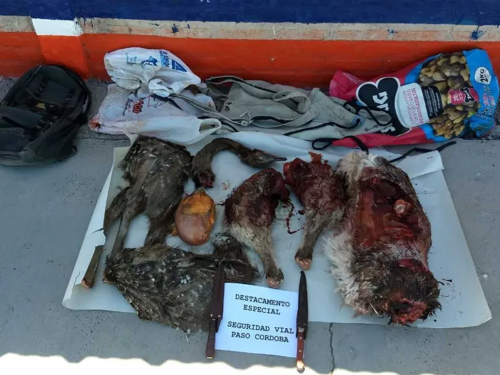 Cazaron un choique y quedaron al borde del juicio por caza prohibida y tenencia ilegal de un arma. Foto: ilustrativa archivo