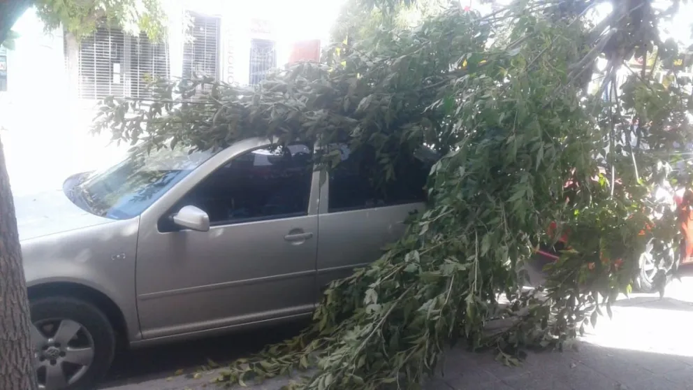 Lo que el temporal nos dejó: cayeron árboles y postes de luz
