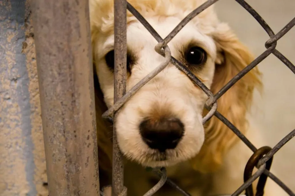 Maltrato animal: Dejó morir a su perro en el patio de su casa y ahora la Justicia va por ella 