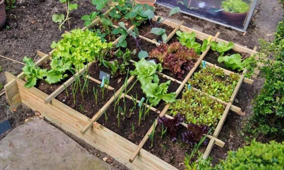 Se abre la inscripción para la capacitación “huerta de primavera-verano”