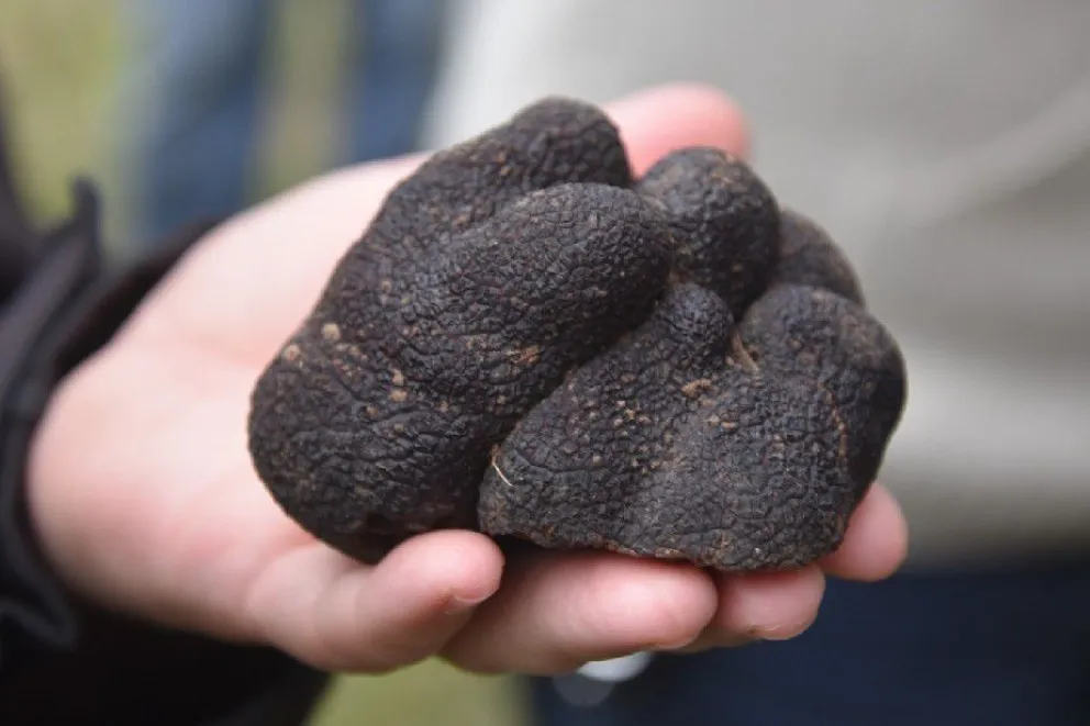 Río Negro busca desarrollar la producción de Trufas