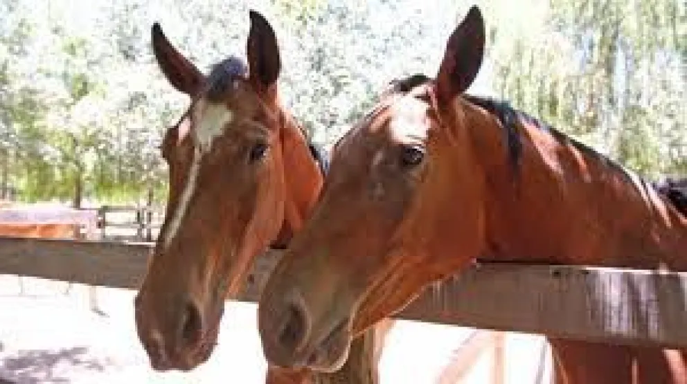Se registraron nuevos brotes de Encefalomielitis Equina en Río Negro y La Pampa 
