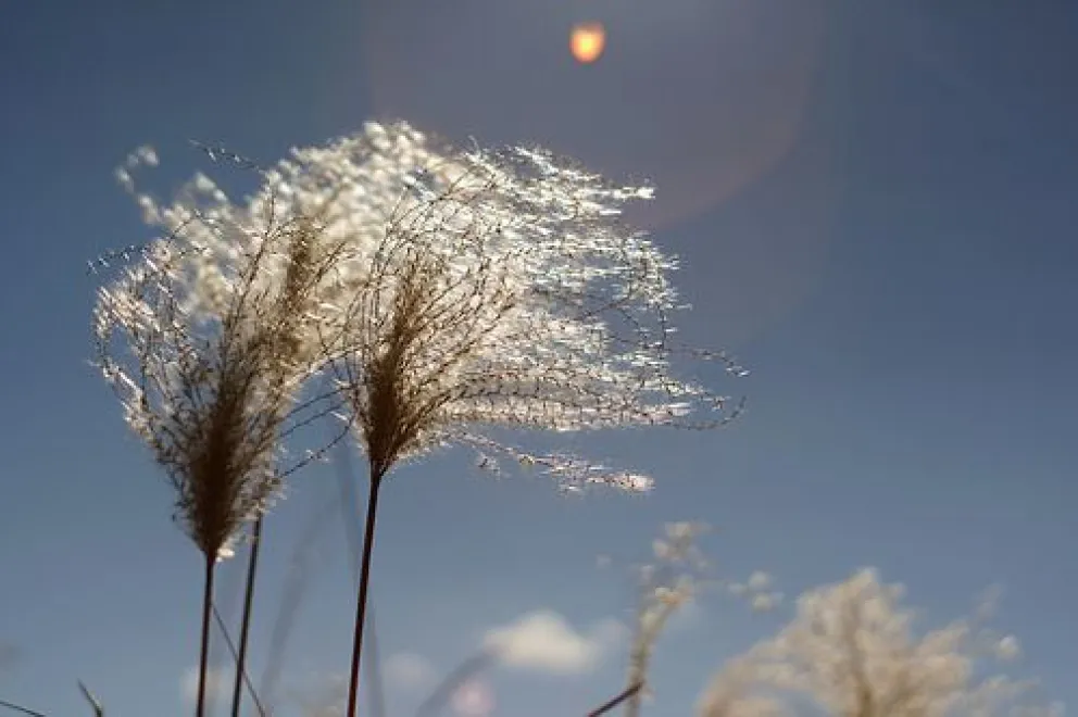 El viento, de velocidades variables, caracterizará esta semana. Foto (archivo).