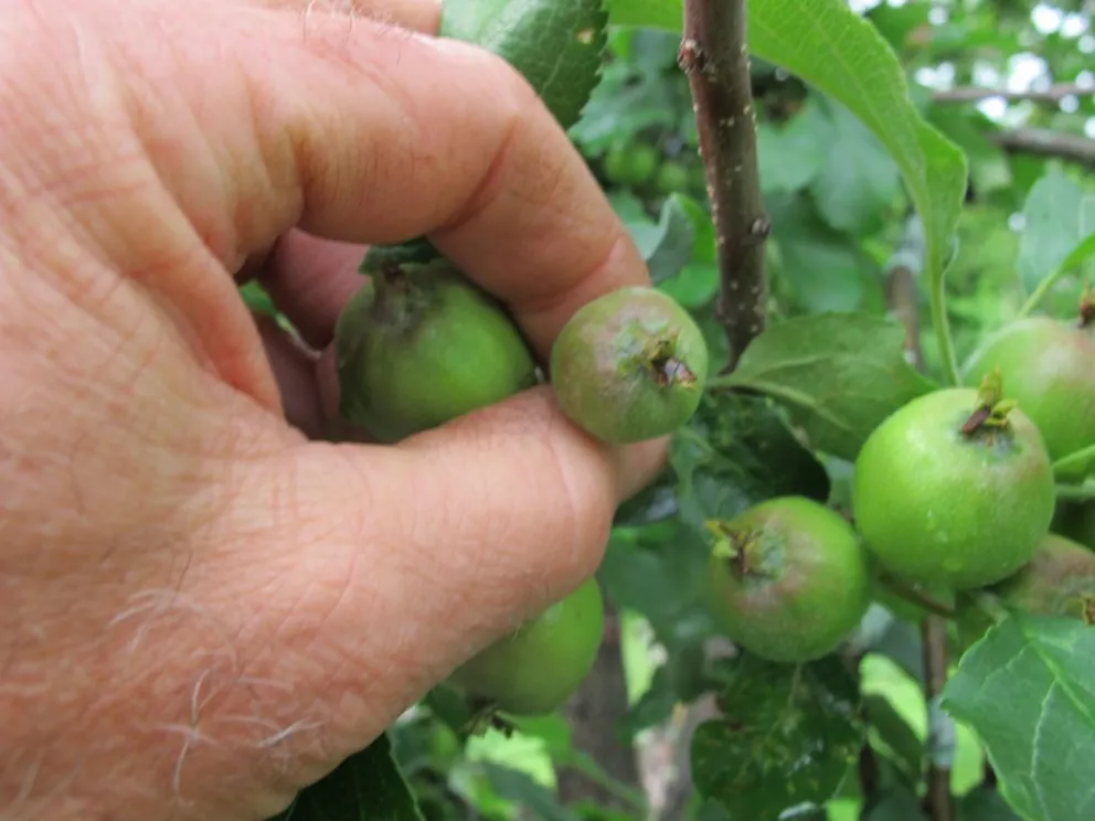 ¡Buenas noticias para productores frutícolas! Se adelanta el pago del resarcimiento por granizo