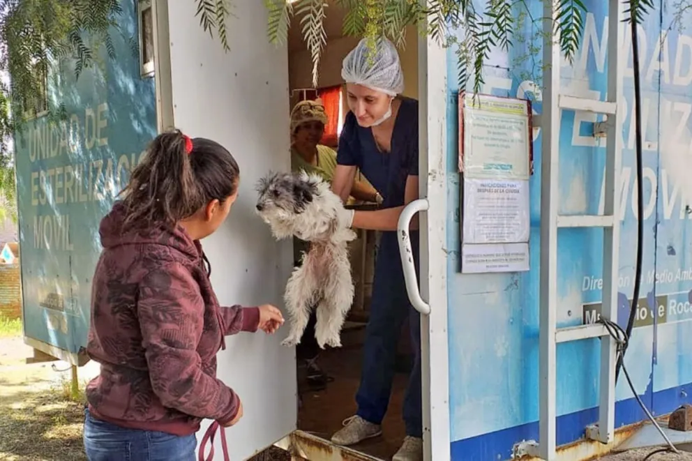 Para aprovechar: Se realizará una jornada de castración masiva de mascotas