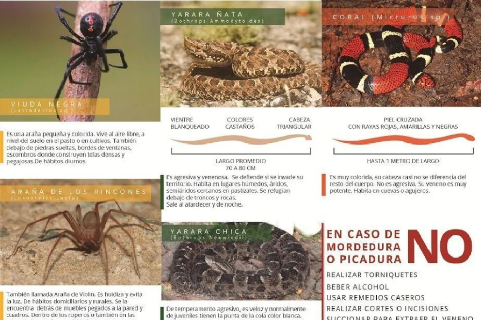 Animales ponzoñosos e insectos ¿qué precauciones tomar?