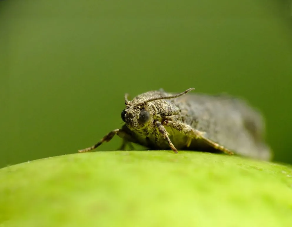 El INTA alertó que, en la actual temporada frutícola, se espera una mayor presencia de carpocapsa. Foto: archivo