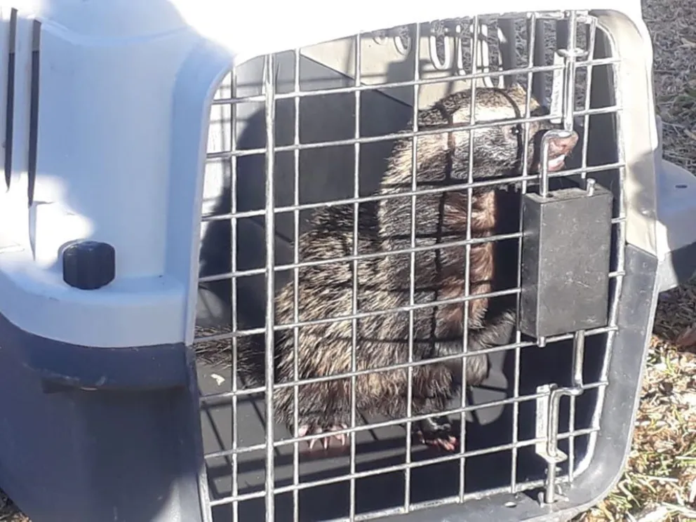 Se sospecha de un criadero clandestino o bien que se escaparon de la jaula de un camión.