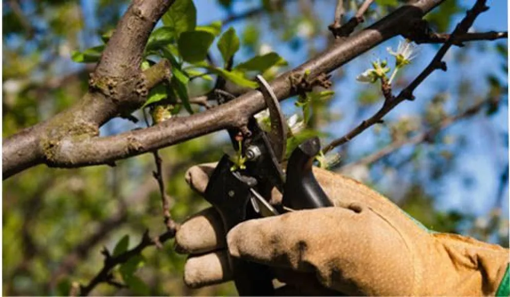 Abrieron las inscripciones para capacitaciones de poda en Roca: Conoce como anotarte