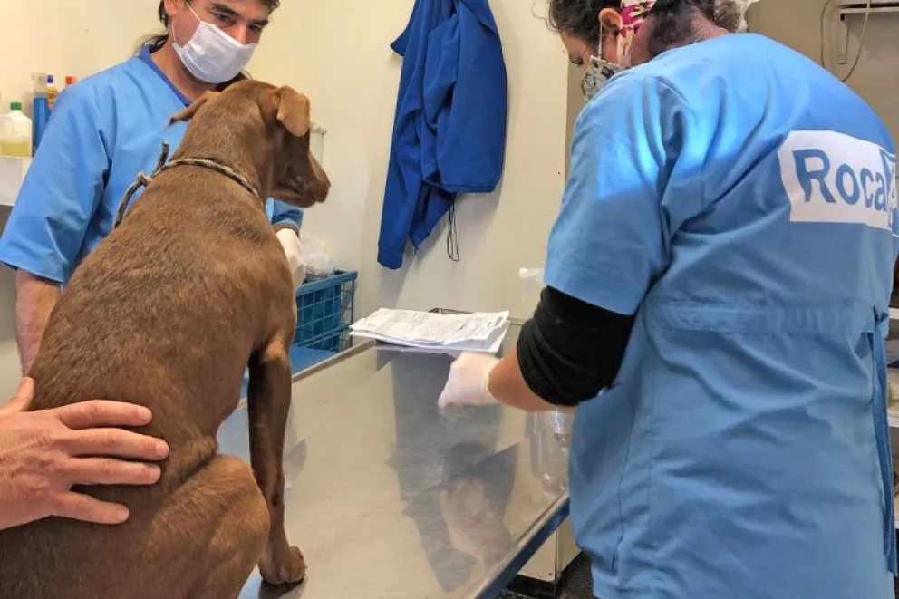 Dieron a conocer el cronograma de castración por los distintos barrios para el 2024