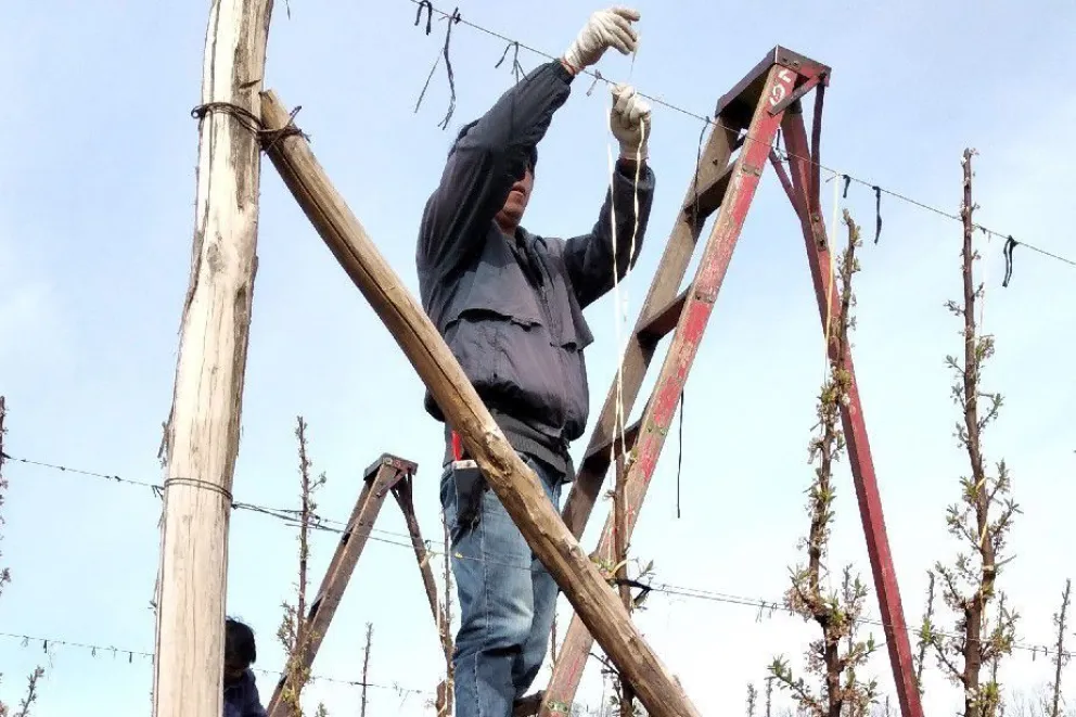 Emergencia frutícola por heladas tardías: Preocupa la baja cantidad de fruta para la temporada 2022