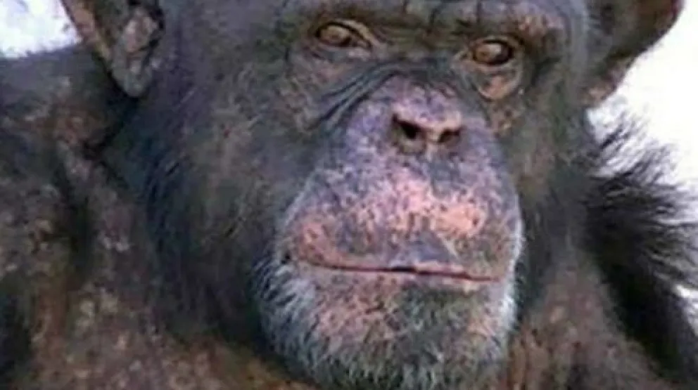 Volvieron a pedir judicialmente la liberación del chimpancé Toti