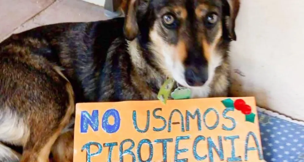 ¿Cómo denuncio la venta y uso de pirotecnia en Roca?