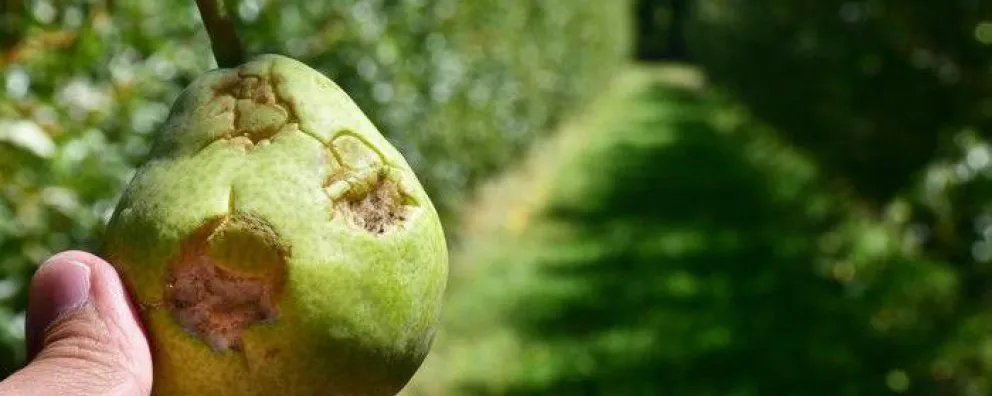 Productores afectados por granizo y heladas tendrán exenciones en impuestos inmobiliario y automotor