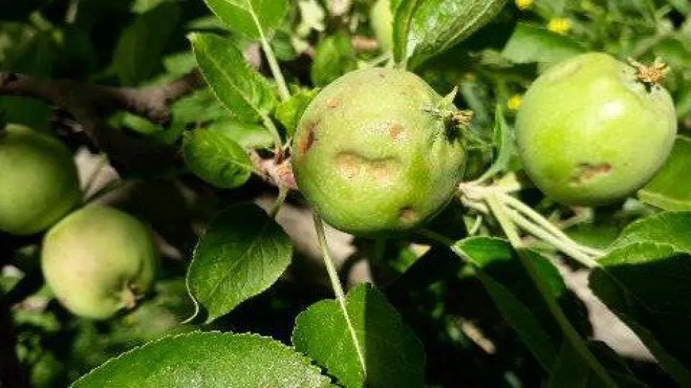 Las cámaras de productores y la Provincia están gestionando ya la declaración de emergencia económica y productiva. Foto: gentileza