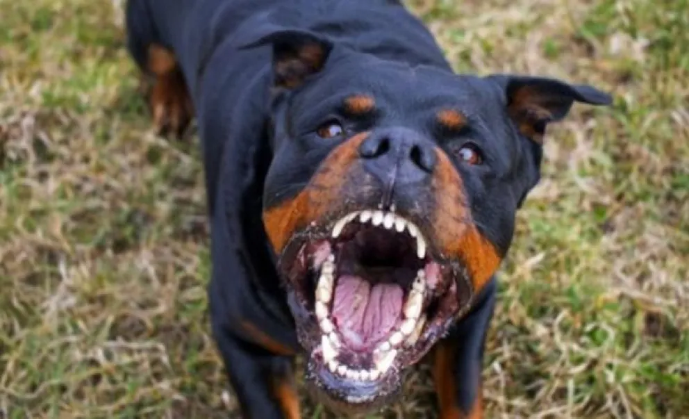 El estado de salud del trabajador mordido por un rottweiler es “delicado” 