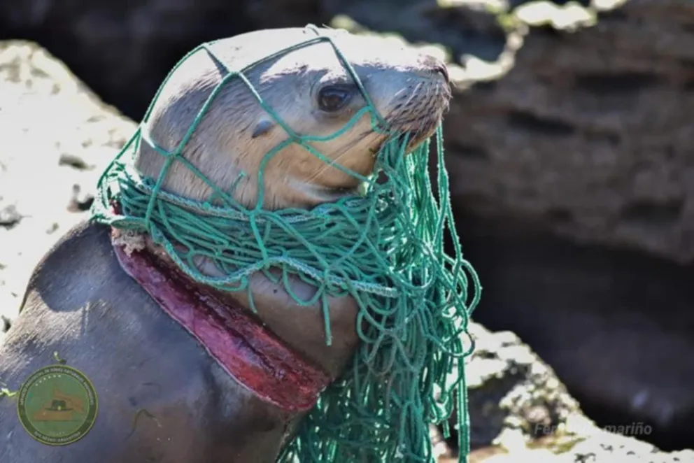 Rescatan a un lobo marino atrapado en una red de pesca