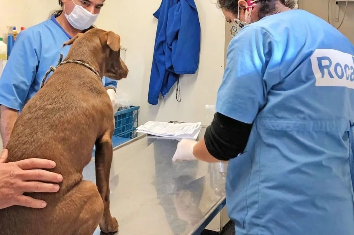 Si tu mascota necesita atención veterinaria, mirá donde podes acercarte |  ANR :: Agencia de Noticias Roca - Diario online con noticias e información  de Roca.