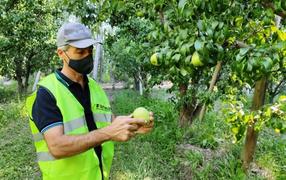 Con la cosecha de la Gala, el 9 de enero arranca la temporada frutícola