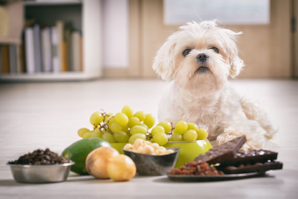 las cebollas son venenosas para los perros