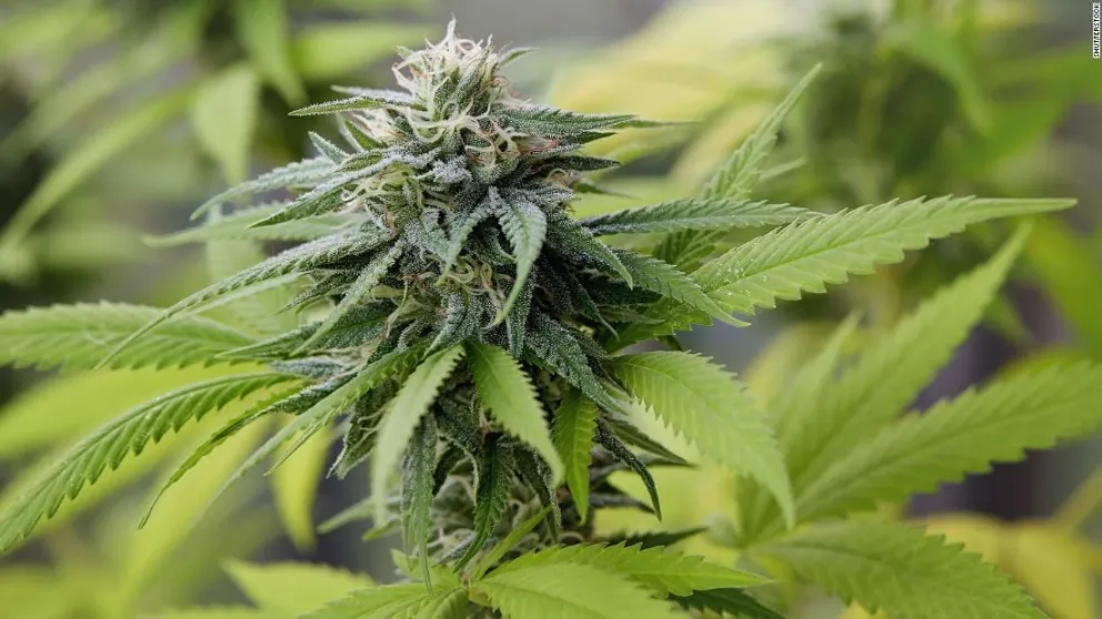 Completito: lo allanaron y le encontraron varias plantas de marihuana y hasta un fusil 