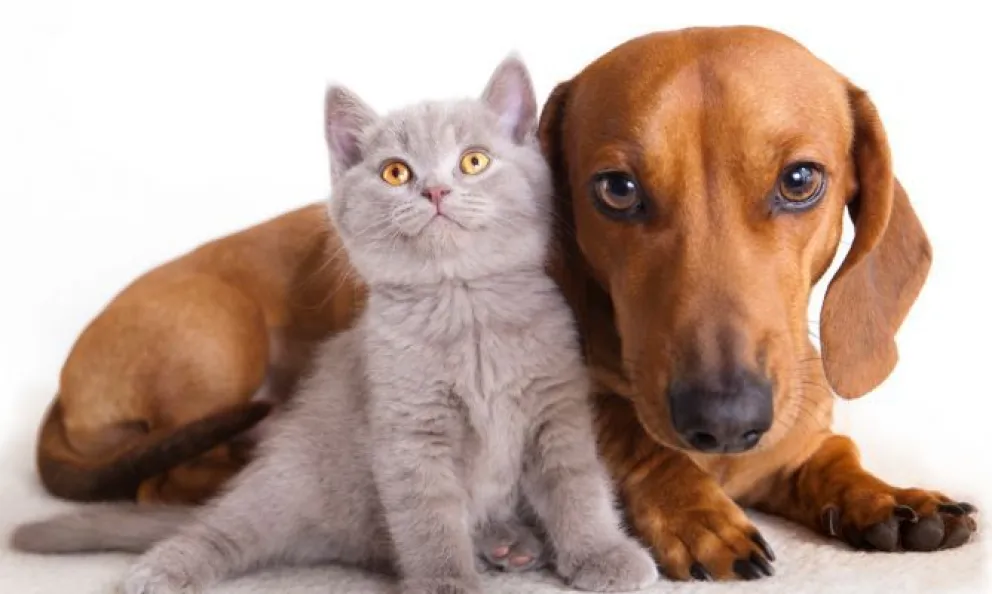 Ya sea que se quedan solos en la casa o no, es importante que estén en un espacio cerrado y tranquilo. Foto (archivo).