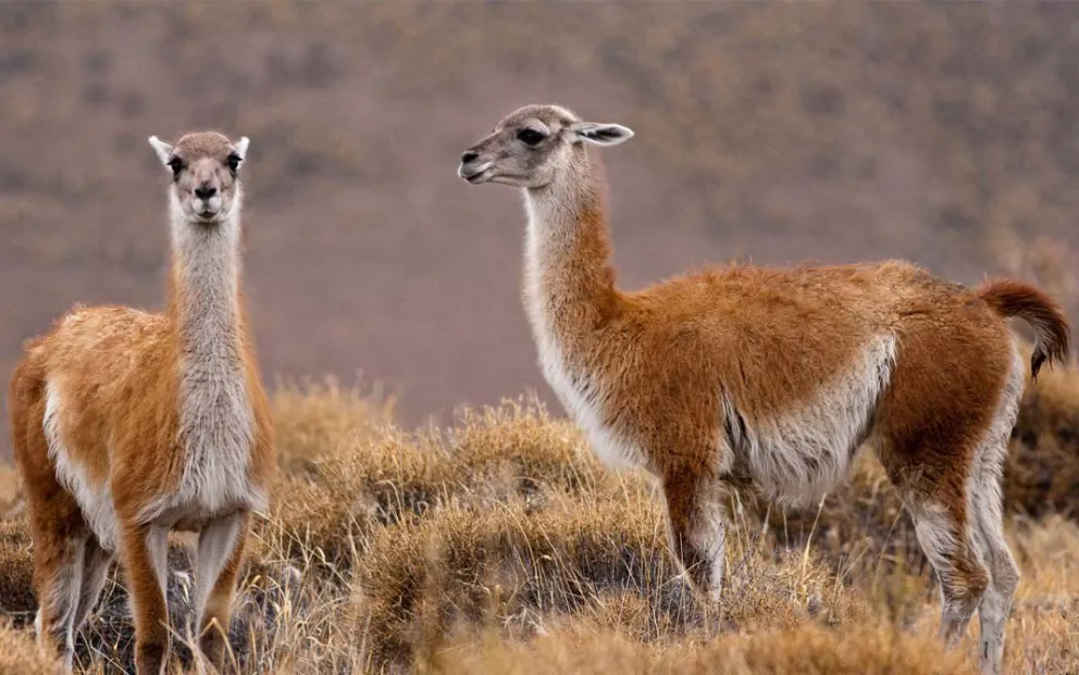A pesar de la ley que prohíbe la caza: Siguen los secuestros de carne de guanaco