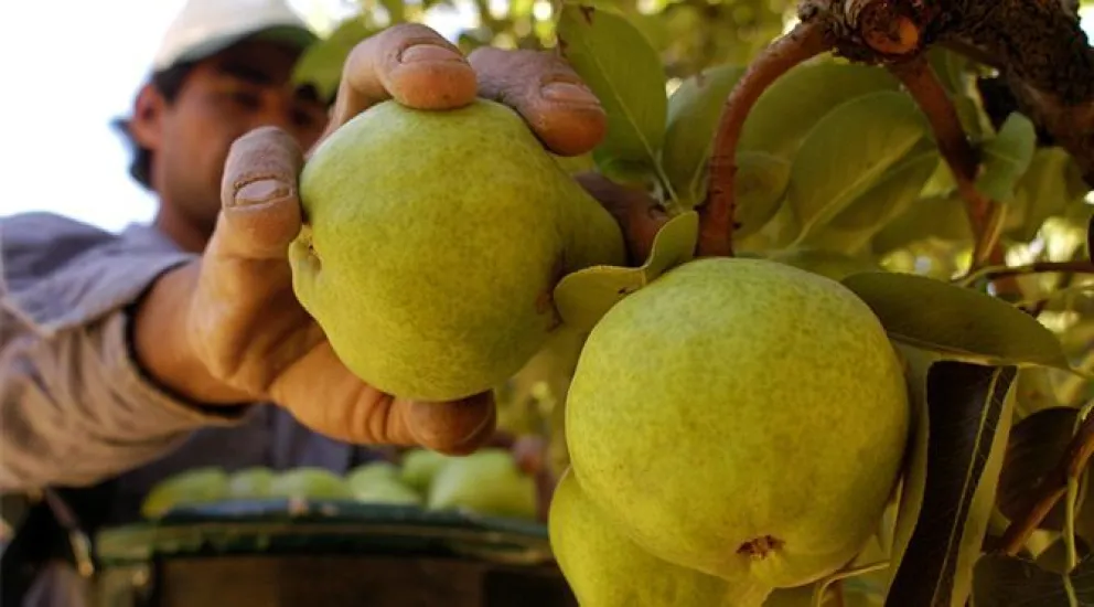 Temporada 2024: Conoce el calendario para la cosecha de peras y manzanas 