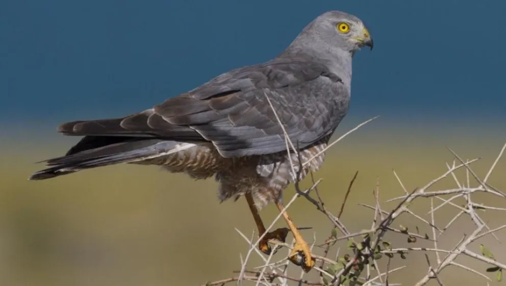 Hasta fin de mes está la convocatoria “Fotografiando aves rionegrinas” 