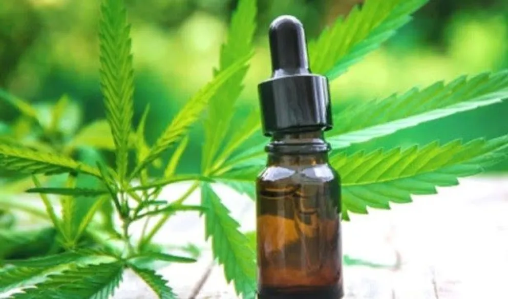 Cannabis medicinal: Capacitación académica sobre su uso y cultivo