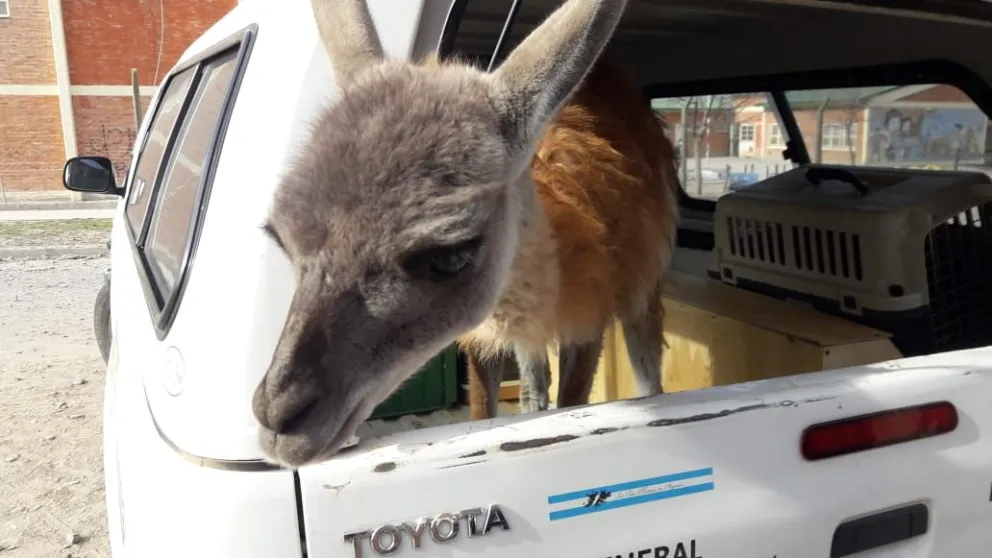 Rescataron una cría de guanaco en cautiverio en una casa de Barrio Nuevo