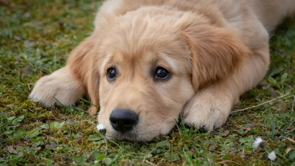 ¿Cuántas palabras entiende tu perro? Un estudio lo revela
