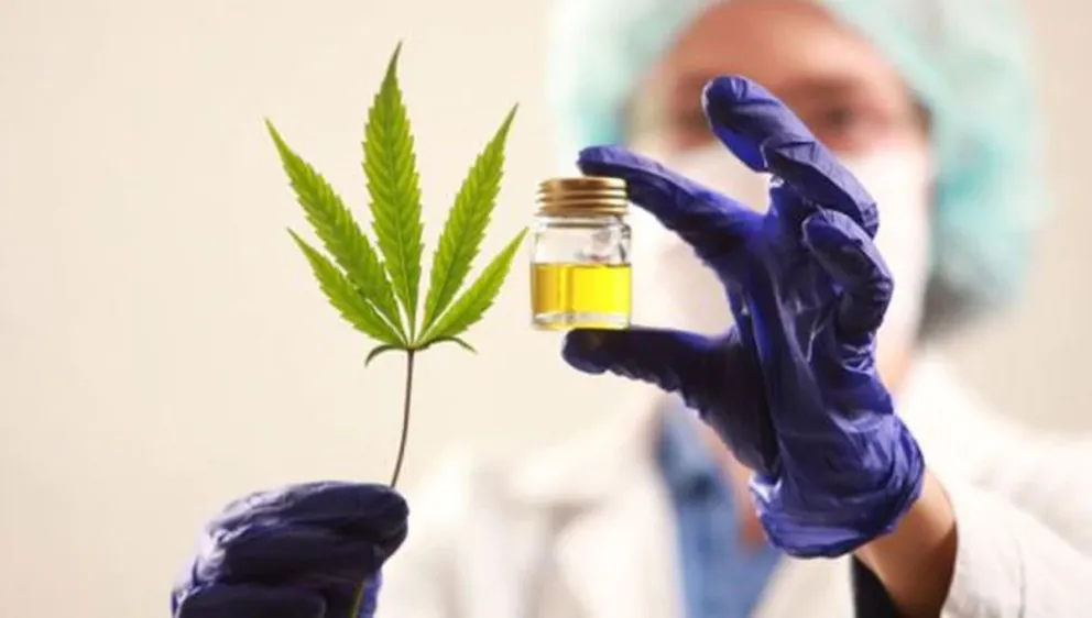 La ONG Cannabis Medicinal Río Negro participará de una importante investigación científica en la región