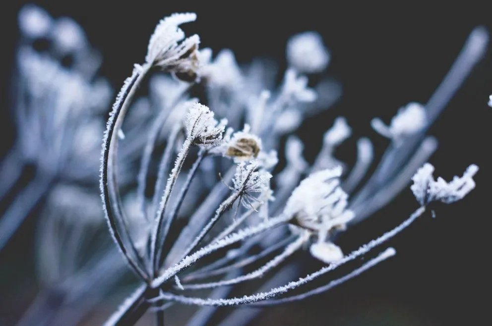 Clima: A cuidar las plantas que se vienen las heladas